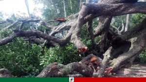 সিংড়ায় ঝড়ে ভেঙ্গে পড়লো শতবর্ষী বৃক্ষ মানিক