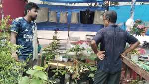 নওগাঁয় চলছে সপ্তাহব্যাপী বৃক্ষমেলা
