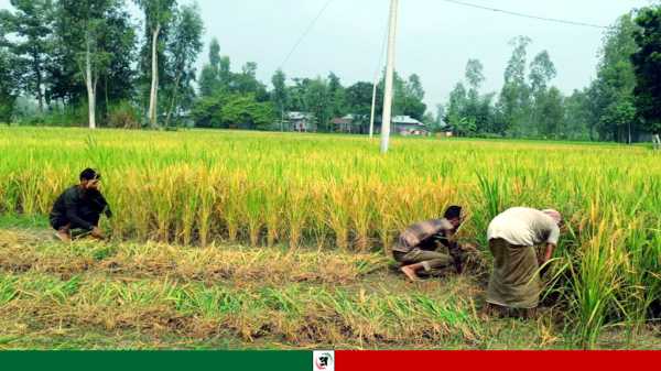 কাউনিয়ায় তিস্তার চরাঞ্চলে আগাম আমন ধান কাটা শুরু, ভাল ফলনে চাষীরা খুশি