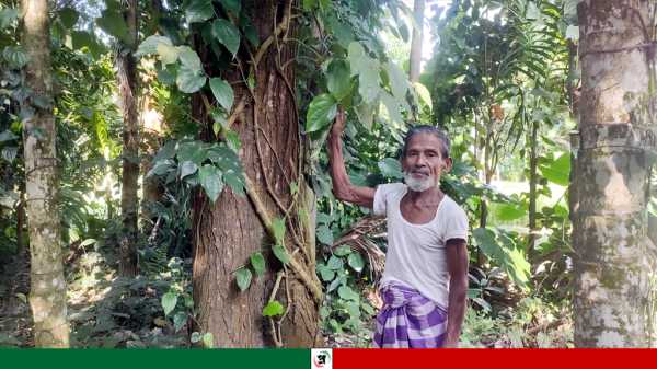 কুড়িগ্রামে চুঁই ঝাল চাষে আগ্রহ বাড়ছে কৃষকদের