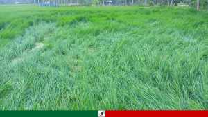 কাউনিয়ায় গুড়ি গুড়ি বৃষ্টি ও বাতাসে উঠতি আমন ধানের ক্ষতি