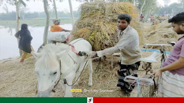 কাউনিয়ায় কৃষি পন্য পরিবহনে এক মাত্র বাহন ঘোড়ার গাড়ী