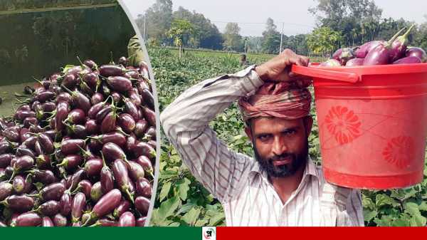 পঞ্চগড়ে ললিতা বেগুন চাষে লাভবান কৃষক