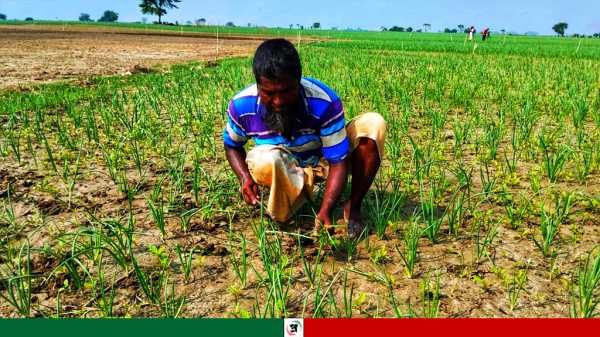 বৈরী আবহাওয়া, মুড়িকাটা পেঁয়াজ নিয়ে দুশ্চিন্তায় কৃষক