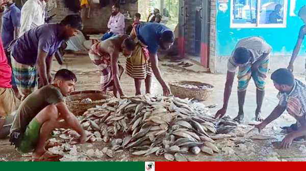 ঝাঁকে ঝাঁকে ইলিশ ধরা পড়ছে জেলেদের জালে