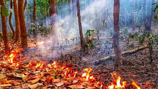 শেরপুরে গারো পাহাড়ি বনে আগুনে মারা যাচ্ছে পাখি ও উপকারী কীটপতঙ্গ-ঔষধি লতাপাতা